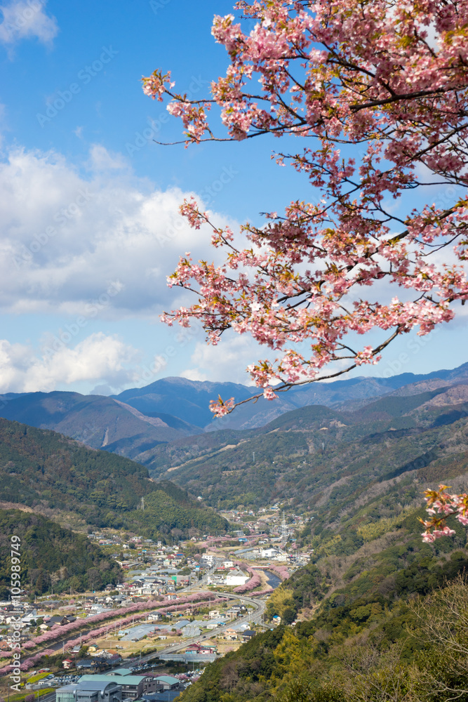View of Kawazu town and cherry blossoms
