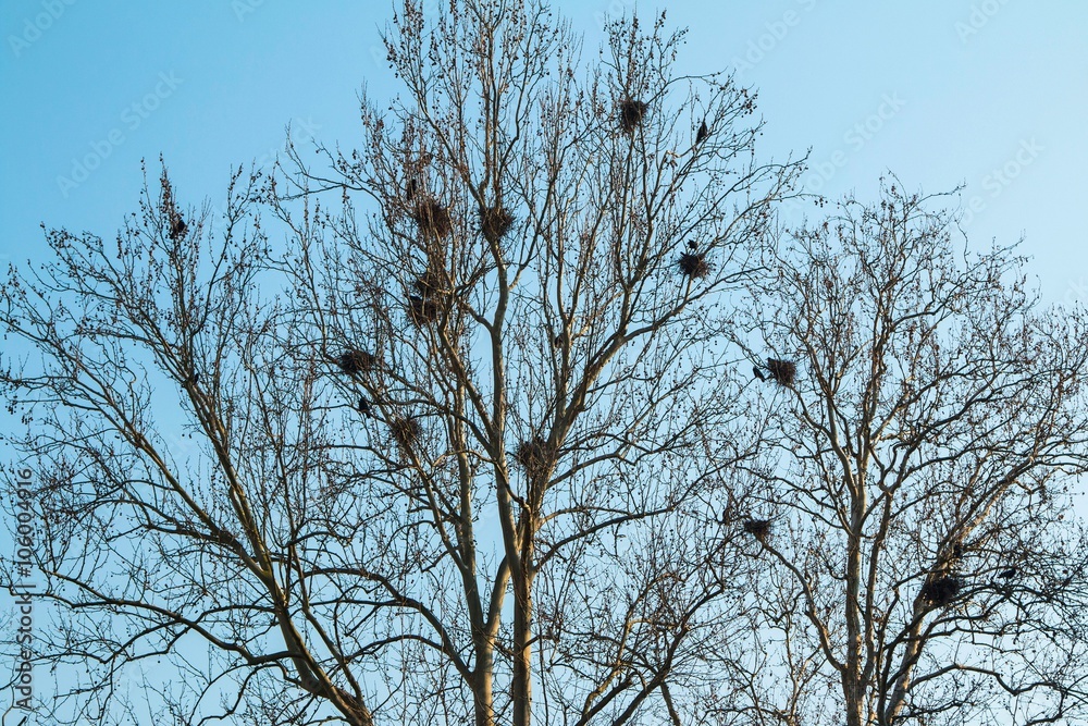 乌鸦在天空下的一棵大树上筑巢
