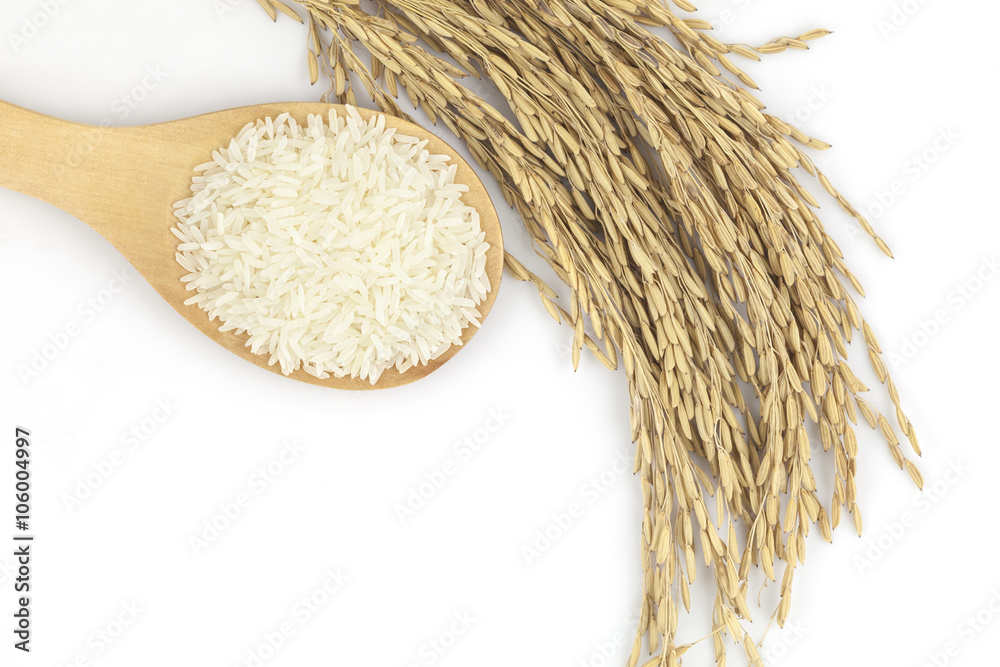 Uncooked Thai rice and paddy rice on white background, Healthy F