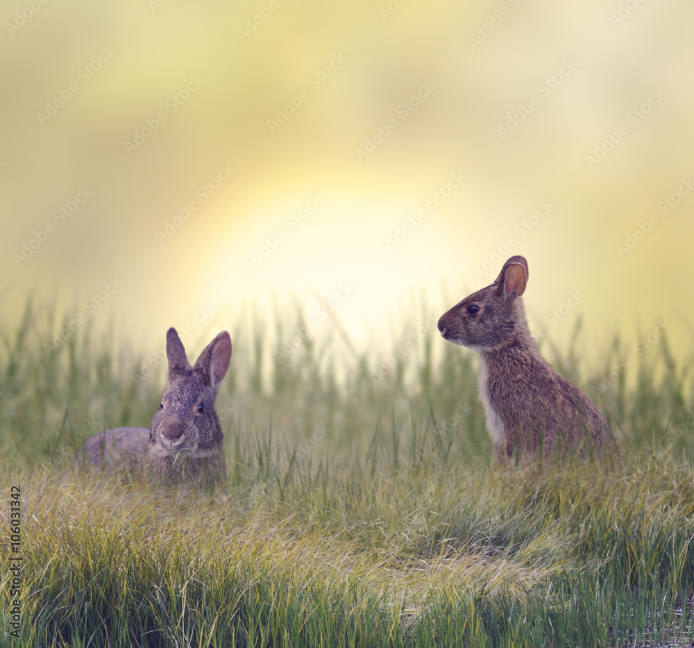 两只沼泽兔子