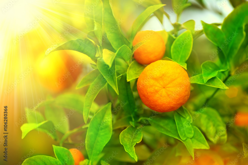 挂在树上的成熟橙子或橘子