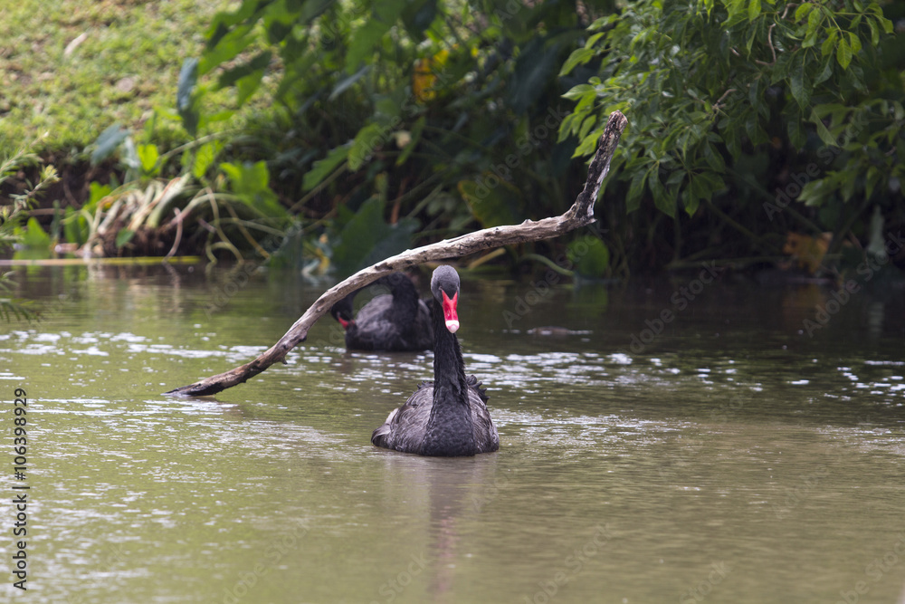 毛里求斯卡塞拉公园的黑天鹅