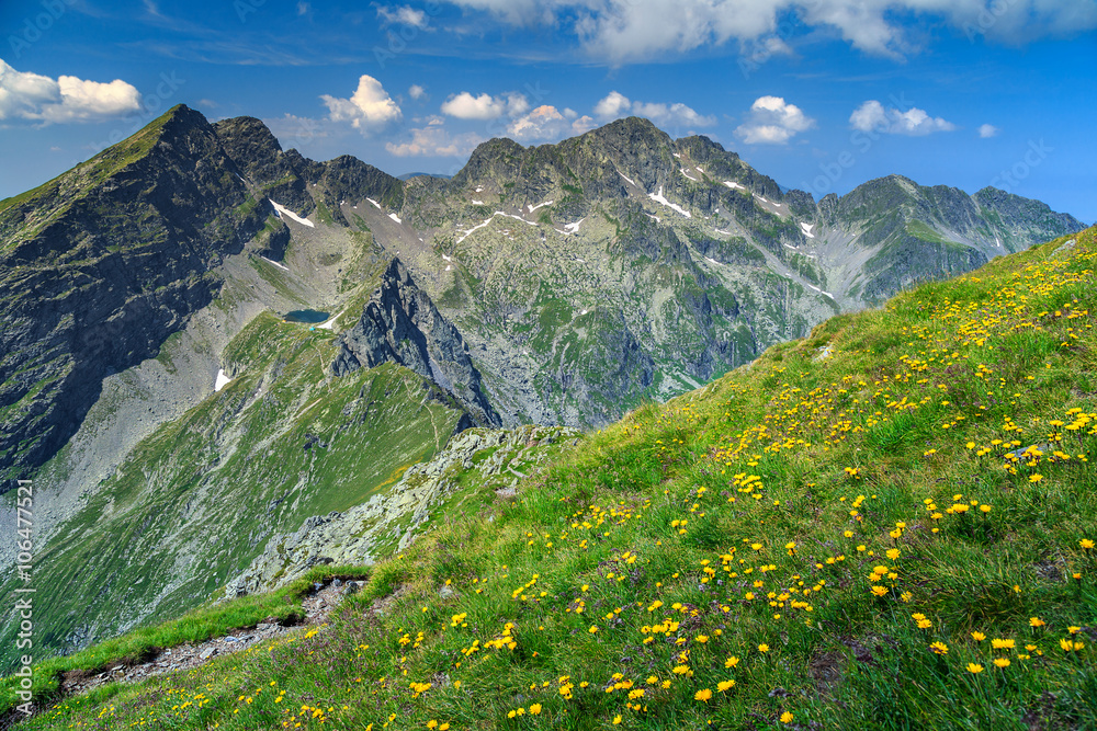 罗马尼亚法加拉，开着黄色蒲公英花的高耸山脊