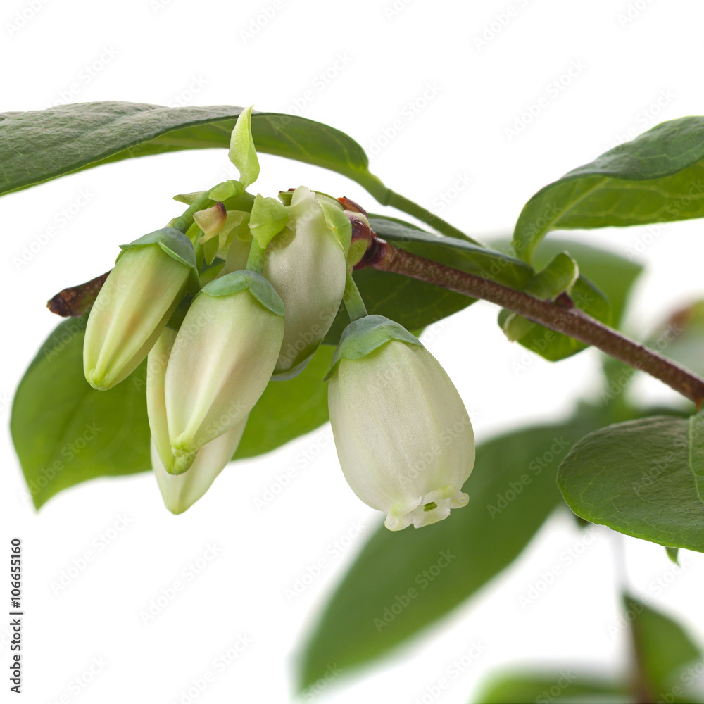 Blueberry fruit blooming