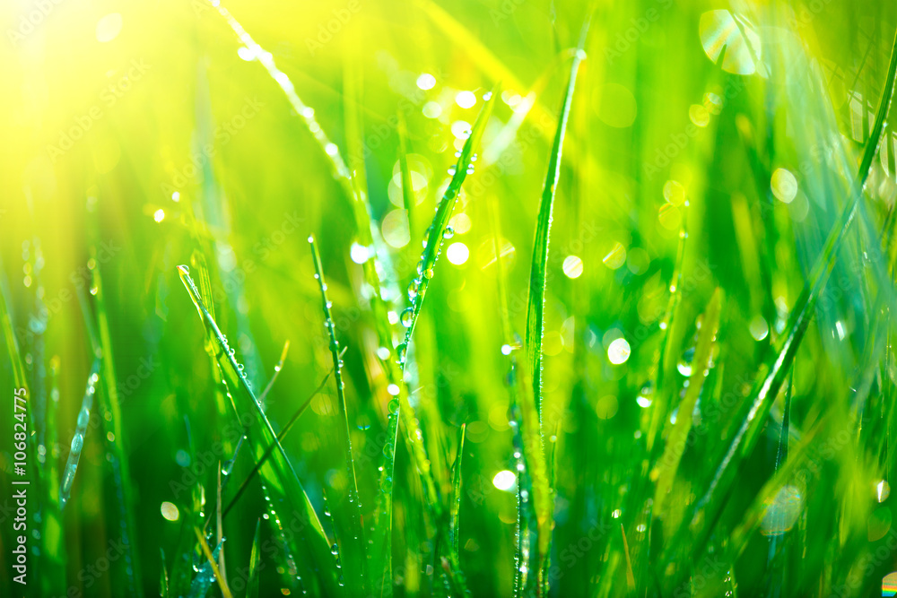Grass. Fresh green grass with dew drops closeup. Abstract nature background