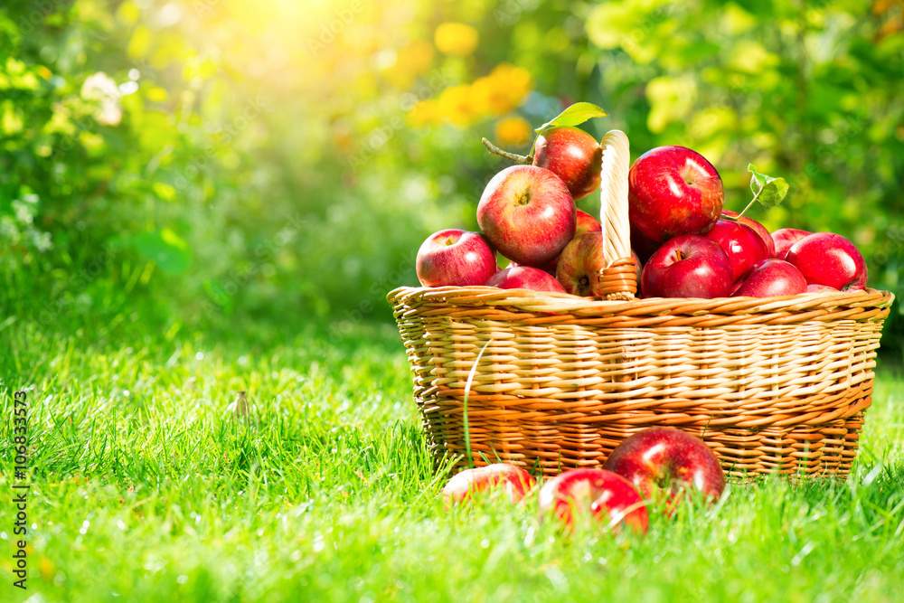 户外篮子里的有机苹果。苹果园。收获季节概念