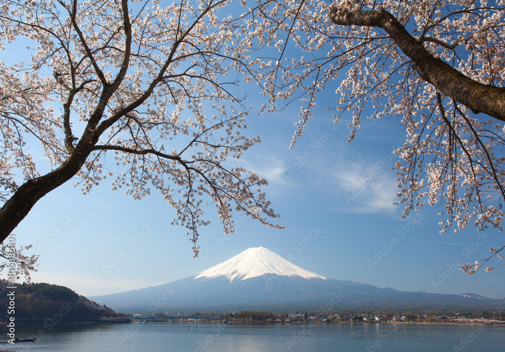 樱花樱花和湖上的富士山