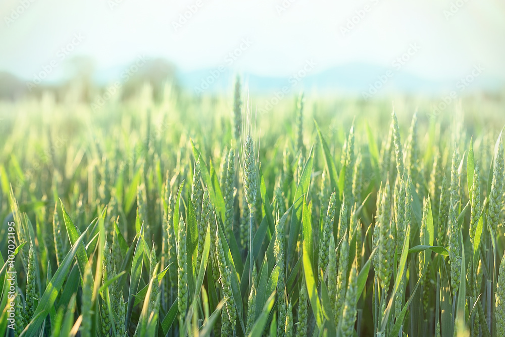 Green wheat - unripe wheat (wheat field)