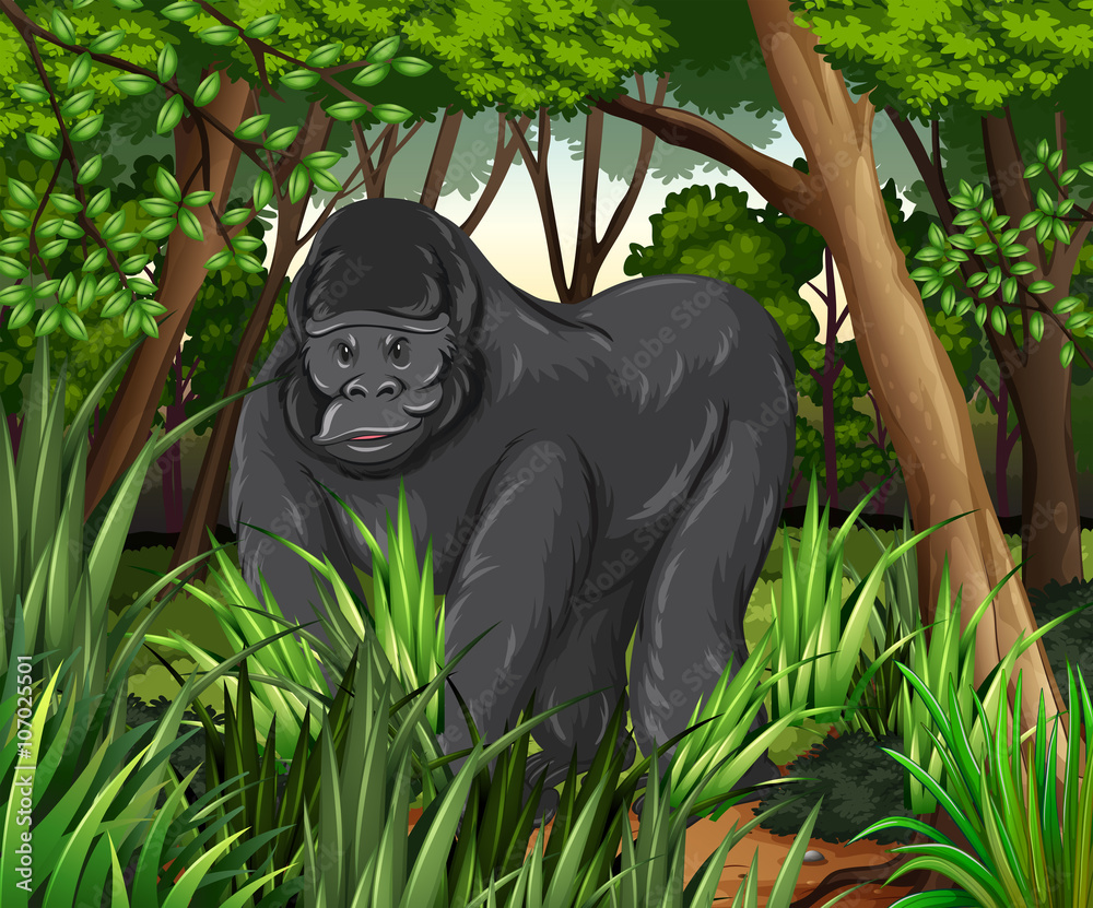 Gorilla living in the jungle