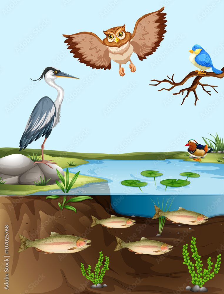池塘边的鸟和鱼