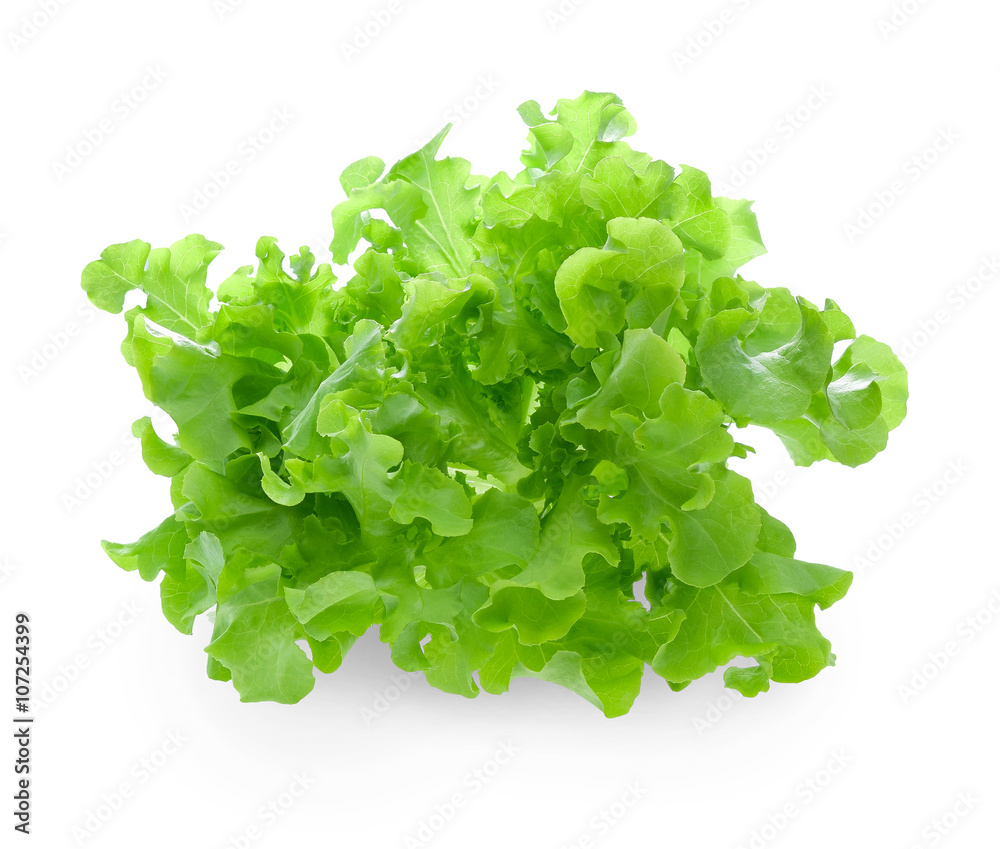 白色背景上的新鲜绿色橡木生菜。