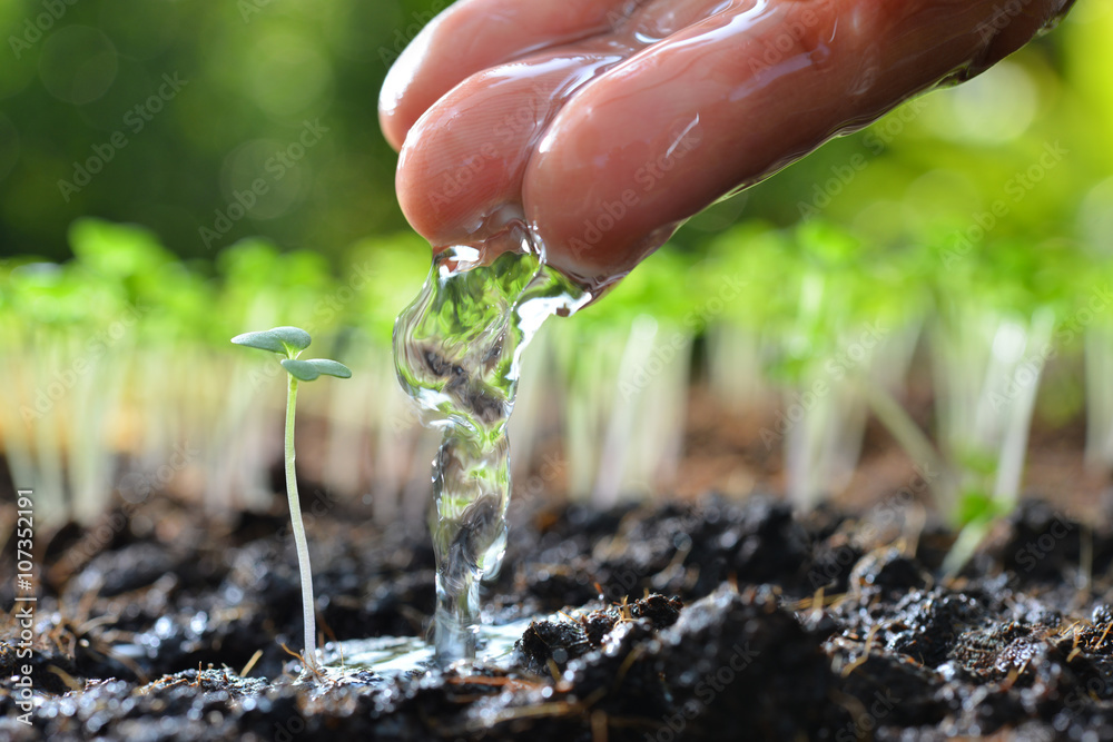 Farmers hand watering a young plant