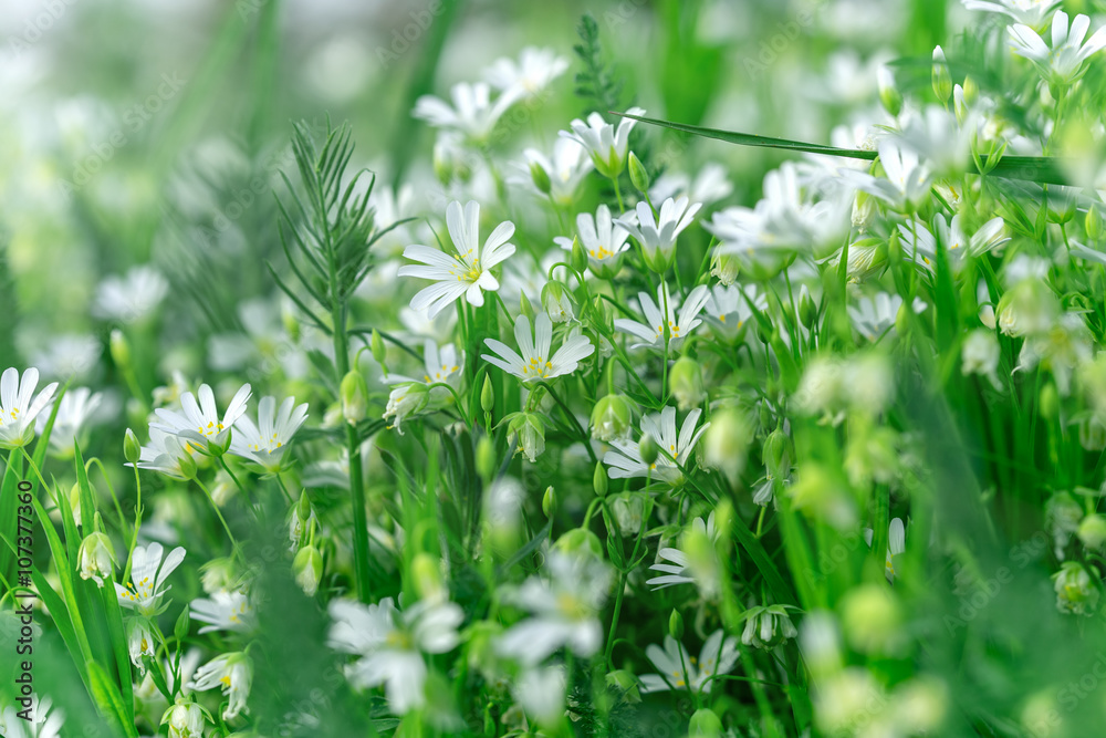 草地上的春天——盛开的白花