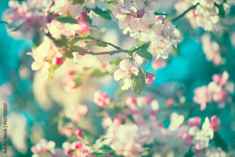 春天的苹果在蓝天上开花。开花的树