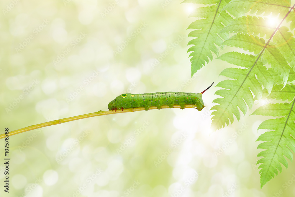 植物上的绿色蠕虫粘在自然绿色背景上，带有cl