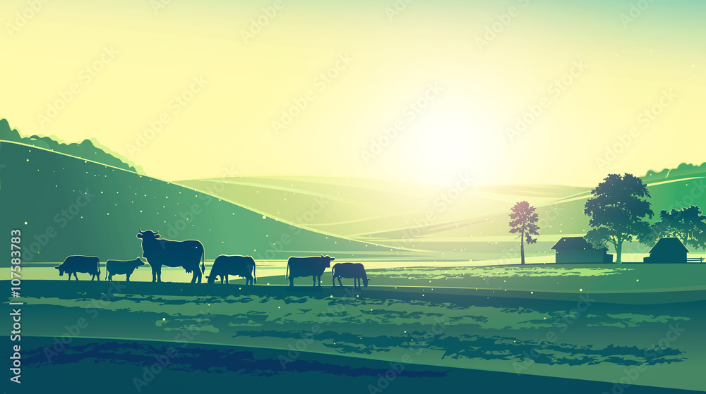 夏天的风景，奶牛感觉早晨，一天。