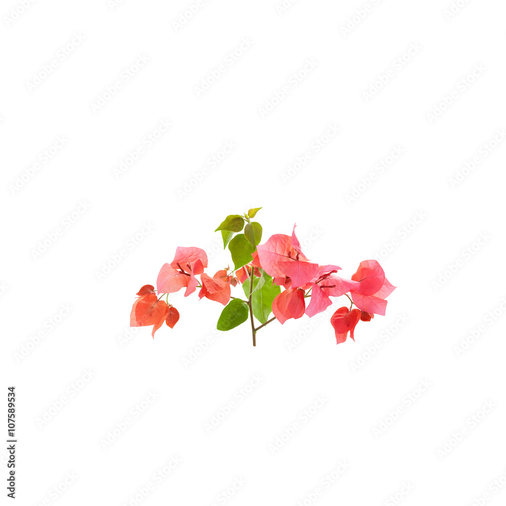 白底三角梅，普吉岛省级花卉