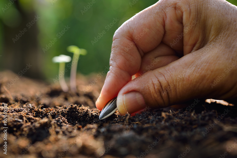 Farmers hand planting seeds in soil