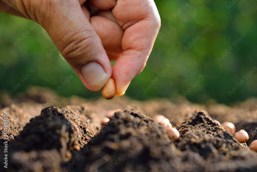 农民在土壤中手工播种