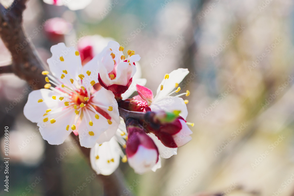 樱花树上的春天白花和花蕾