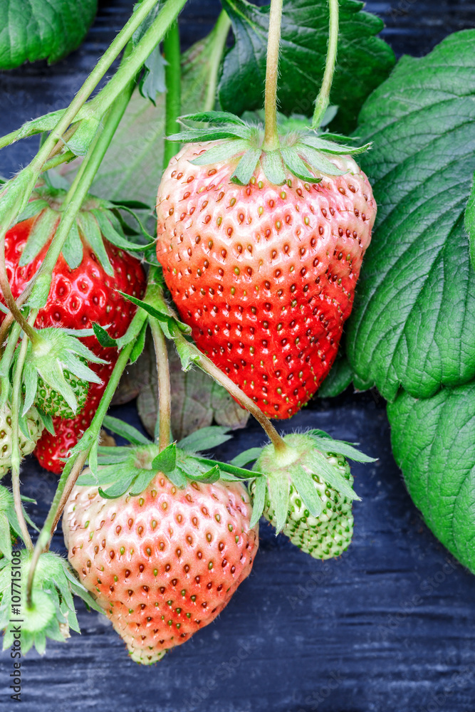 成熟的草莓果实长在种植园里