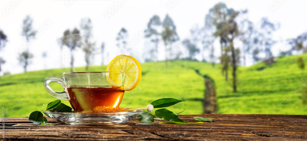 一杯背景是种植园的热茶