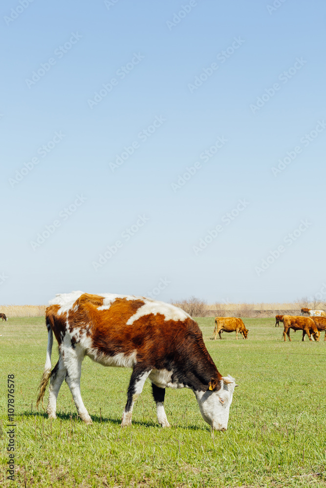 棕色奶牛在绿地里吃草，照片有自由设计空间