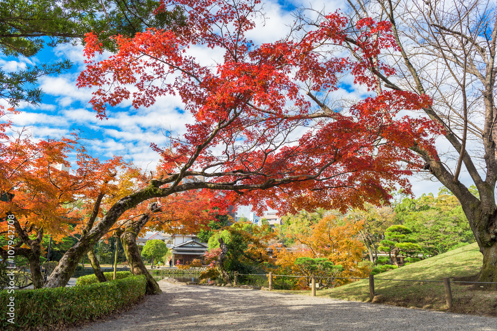 熊本，日本秋天的花园。