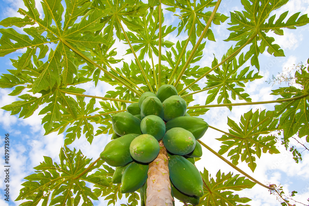 巴西木瓜树