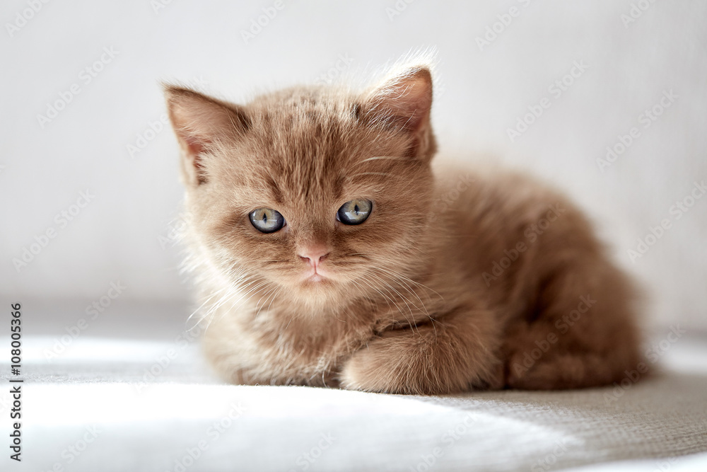 美丽的肉桂色英国短发小猫