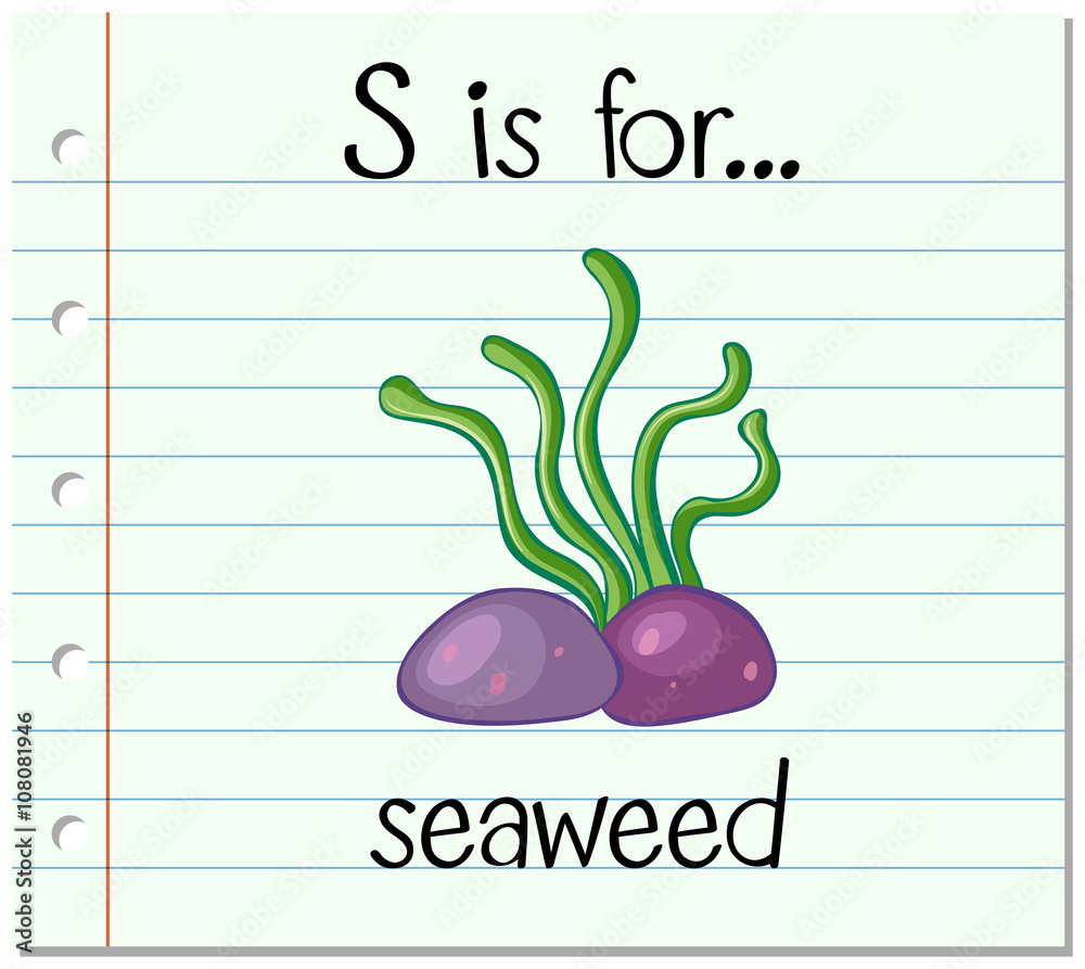 抽认卡字母S代表海藻
