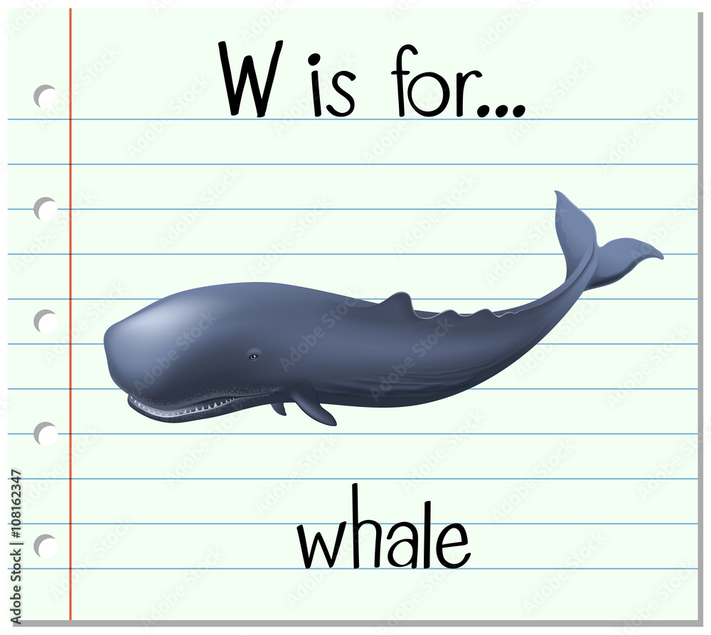 抽认卡字母W代表鲸鱼