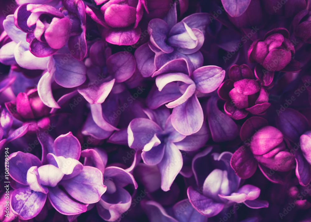 花园里开着紫丁香花，背景是春天
