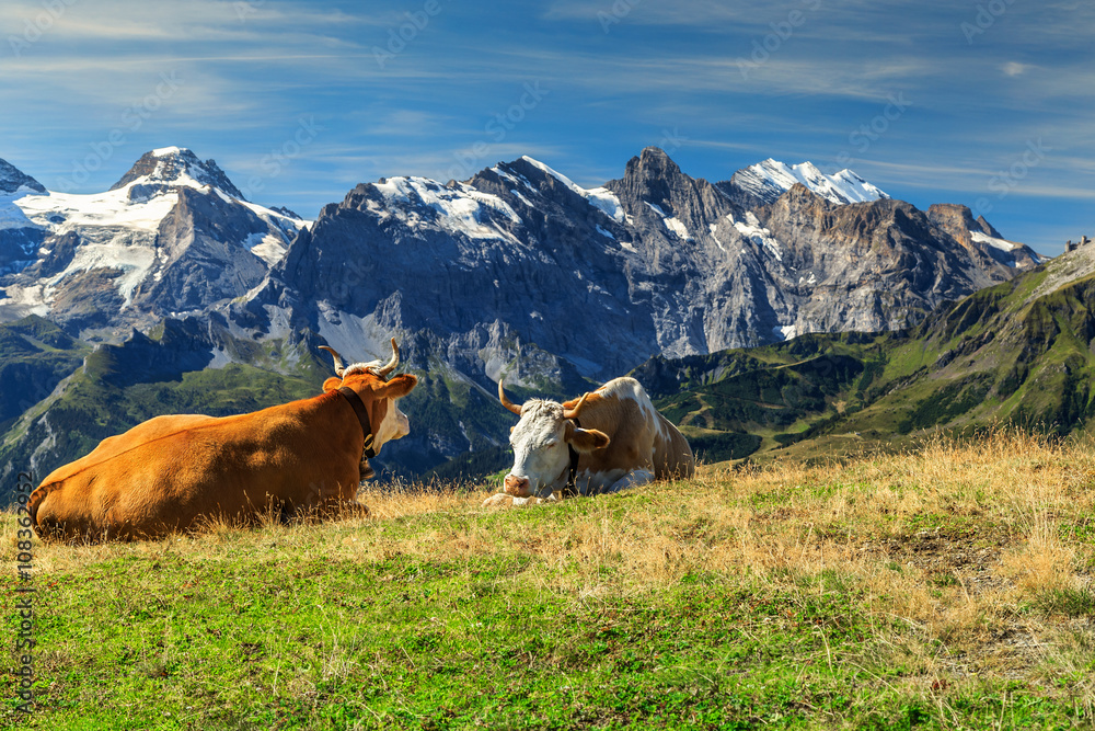瑞士伯尔尼高地美丽的绿地上的牛群