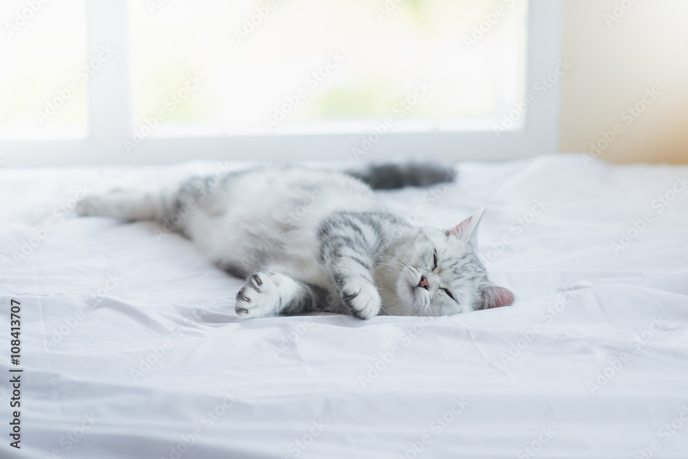 kitten sleeping on white bed