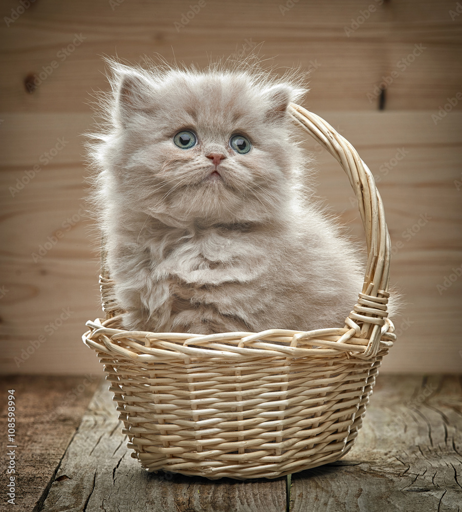 篮子里美丽的英国长毛小猫