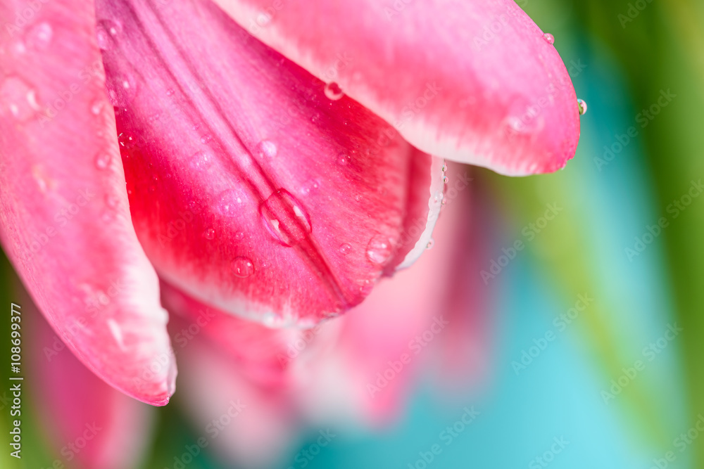 Spring Wet Pink Tulips Close Up