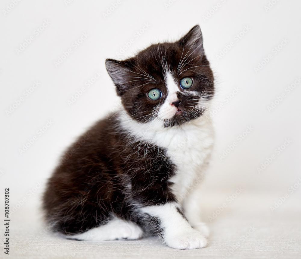 黑白色英国短毛小猫