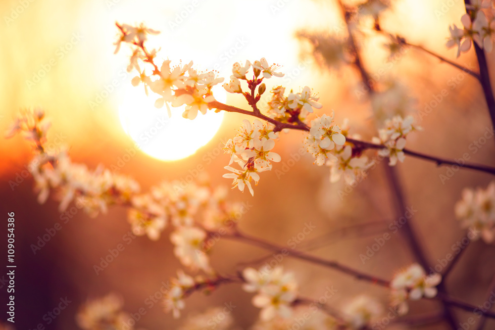 春天的花朵背景。美丽的自然景观，盛开的树木和阳光