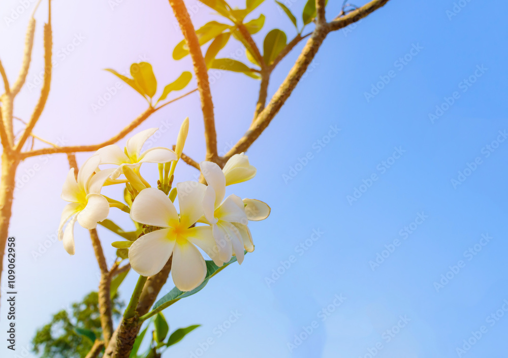 White frangipani tropical flower, plumeria flower blooming on tree, spa flower.