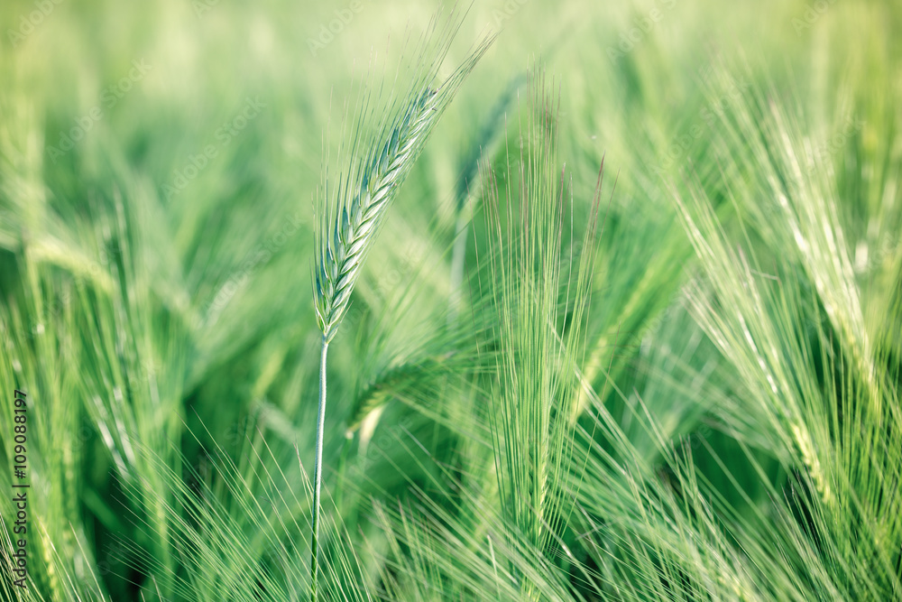 未熟小麦（麦田）-绿色麦田