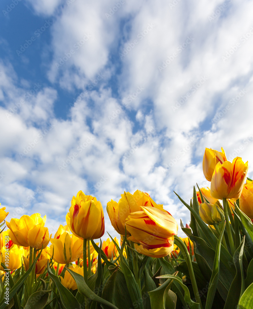 荷兰春天日出时，美丽的黄色花朵郁金香与蓝天白云相映