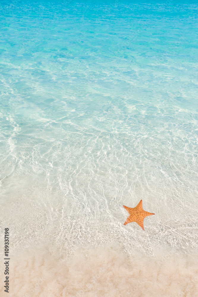 水中海星
