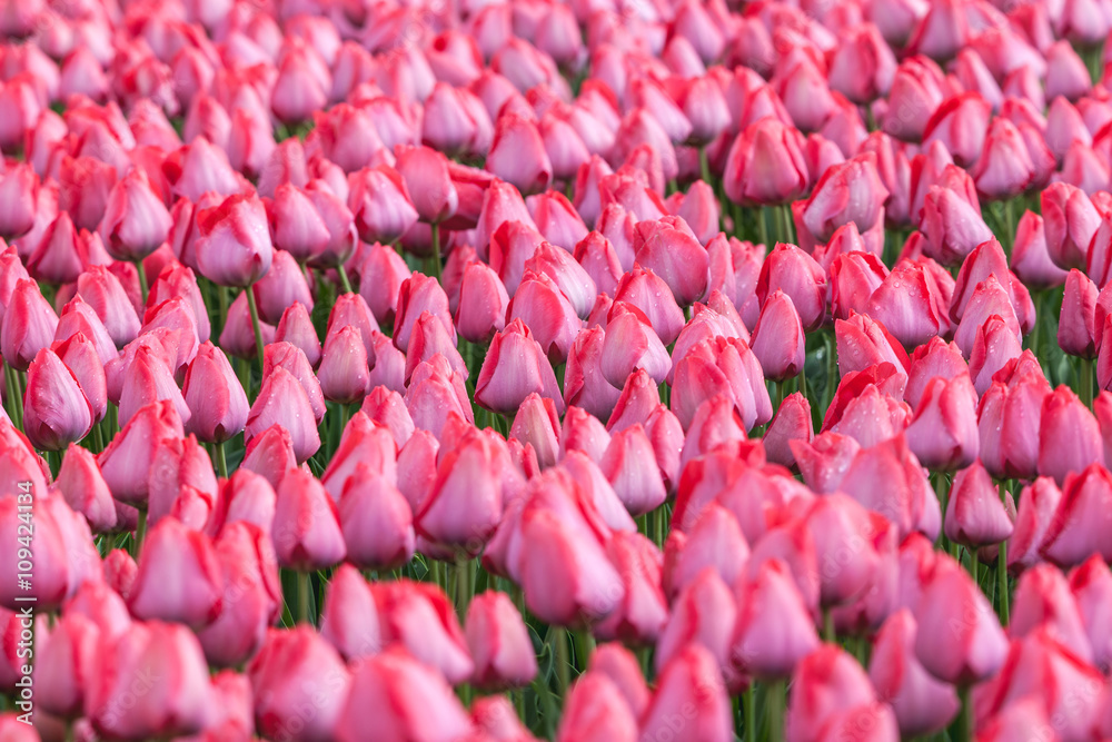 郁金香。美丽多彩的粉红色郁金香在春天的花园里绽放，充满活力的花朵背景