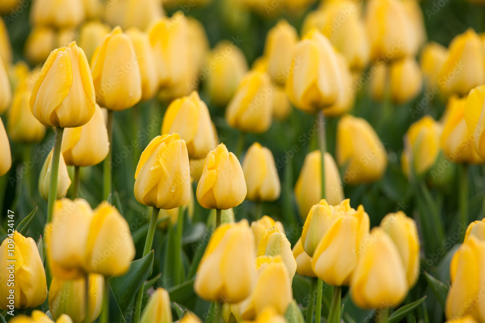 郁金香。美丽多彩的黄色郁金香在春天的花园里绽放，充满活力的花朵背景