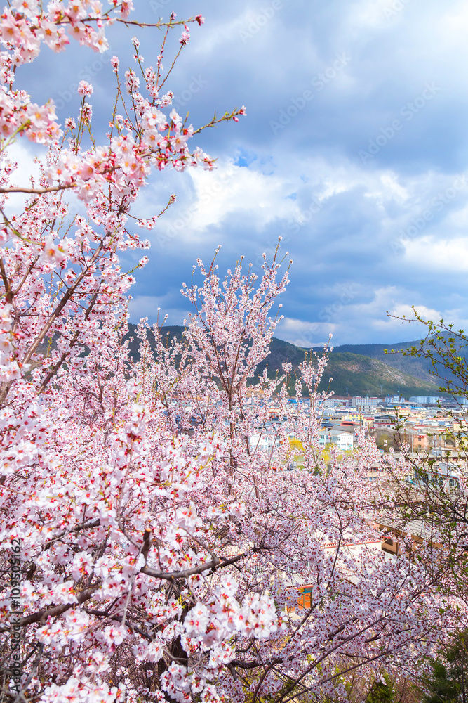 Pink sakura, Cherry blossom in china