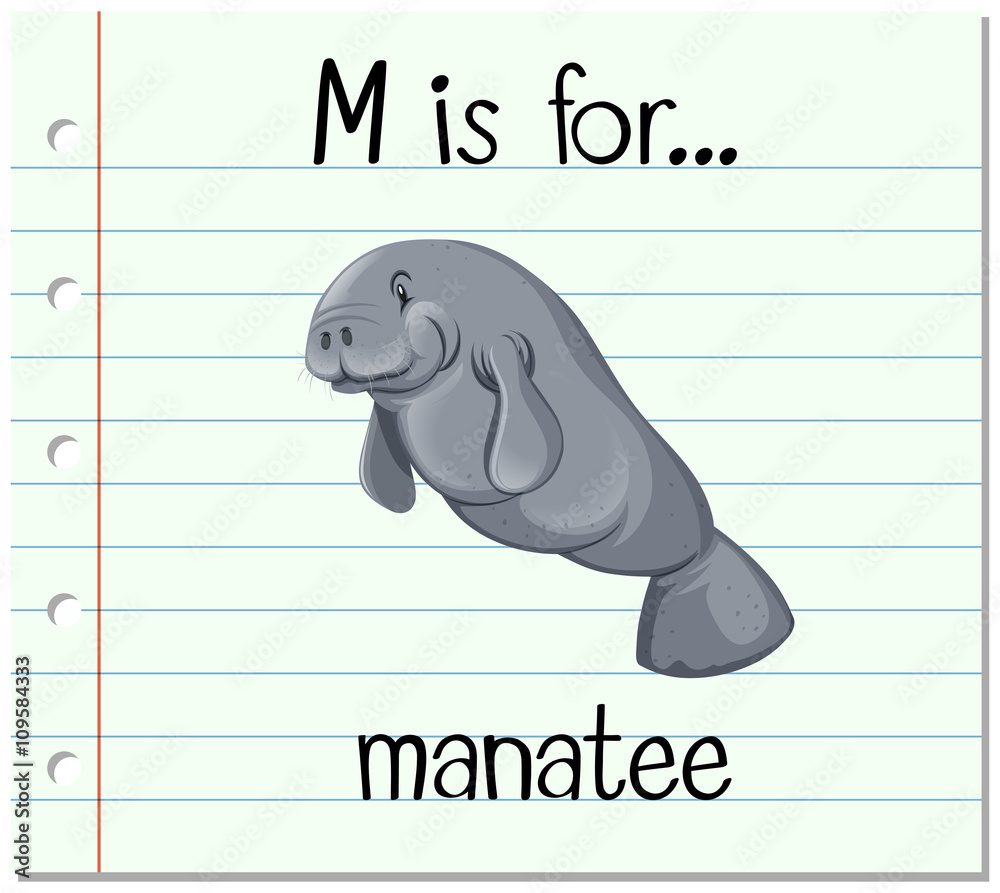 闪卡字母M代表海牛