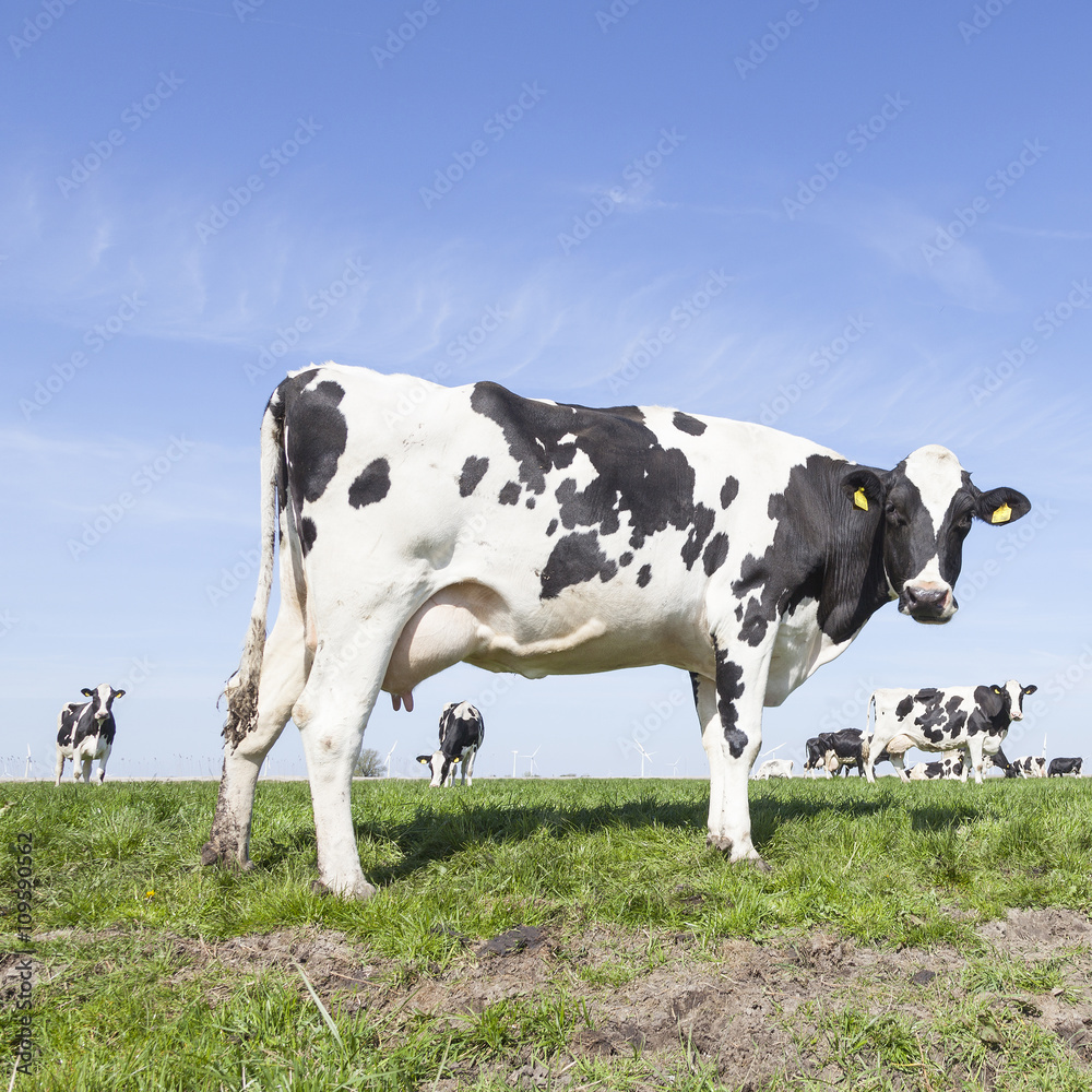 黑白奶牛在阳光明媚的荷兰绿色草地上的方形图片