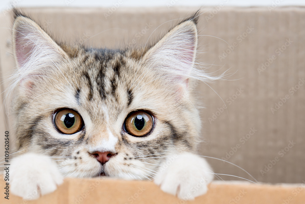 可爱的虎斑波斯猫在纸盒子里玩耍