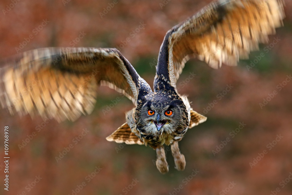 草地上张开翅膀的飞鸟，面对面细节攻击苍蝇肖像，橙色森林